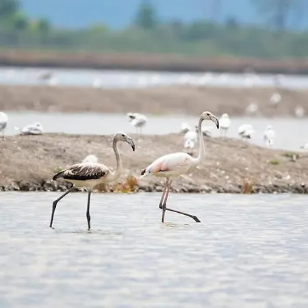 Mila's Апартамент