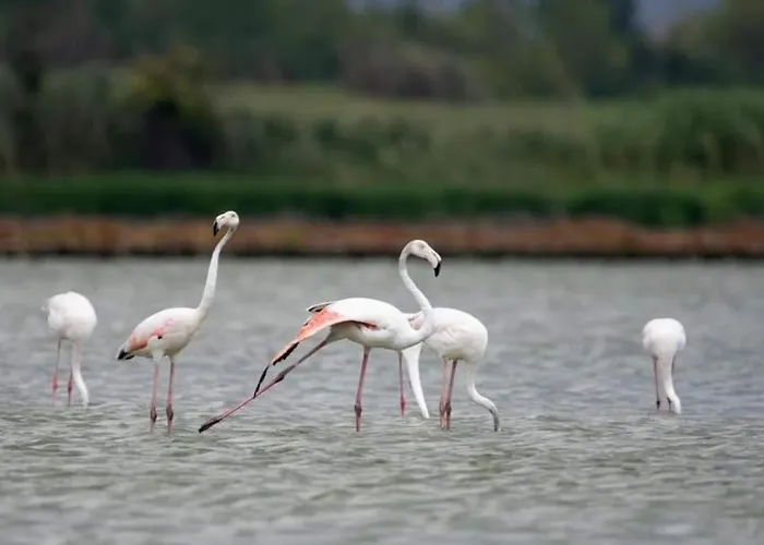 Апартамент Mila's Бургас