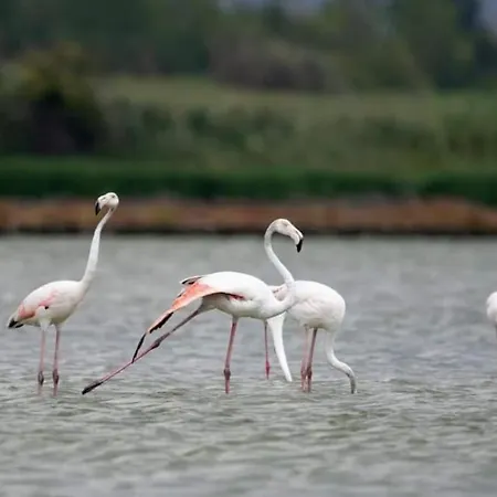 Apartament Mila's Burgas City